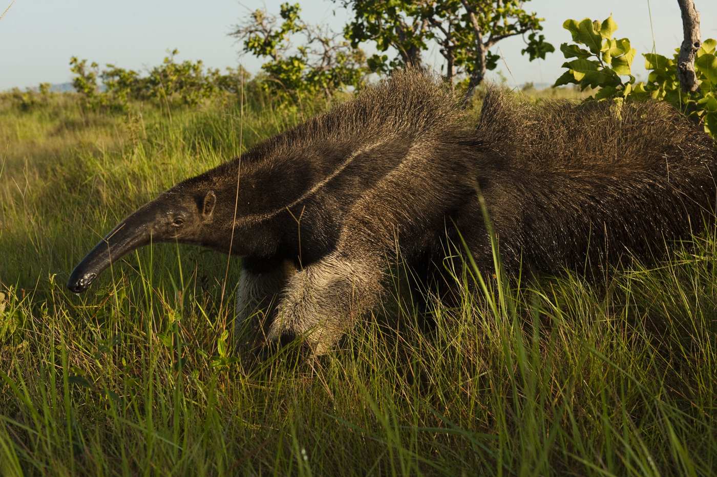 Ein großer Ameisenbär in der Savanne in Guyana unterwegs.