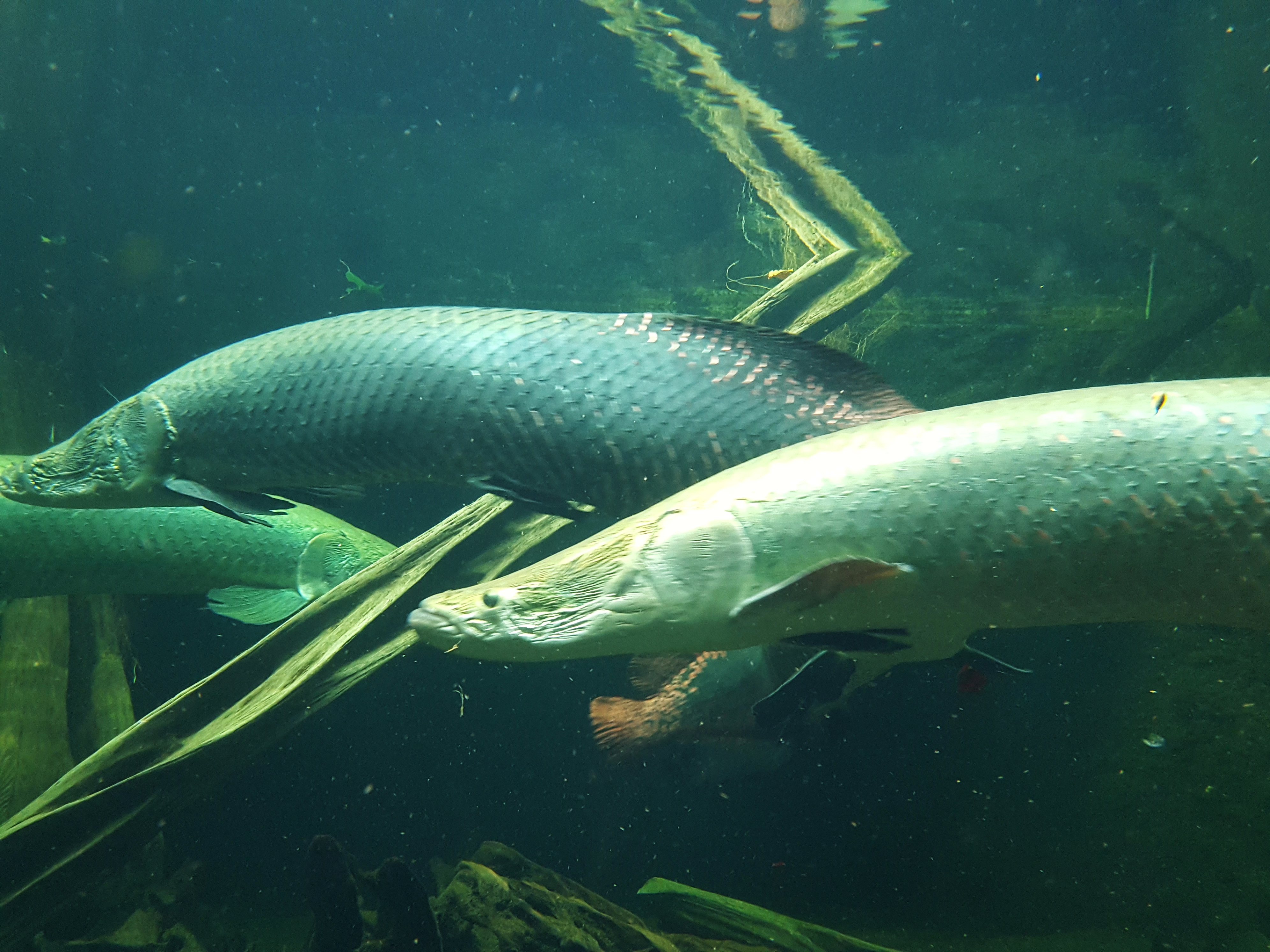 Angelsport und Fischen in einem der vielen Flüsse in Guyana