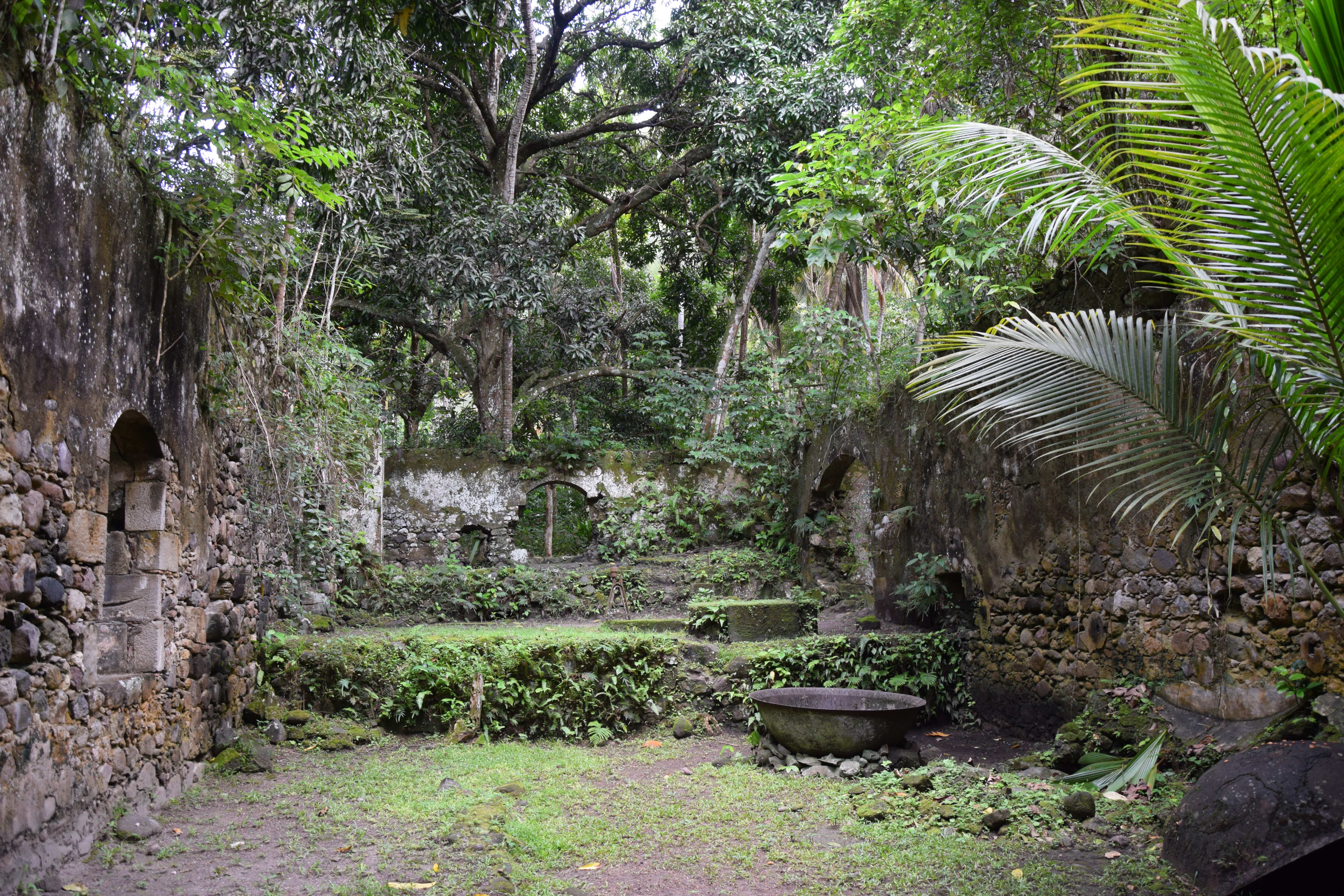 Überreste einer ehemaligen Kakaoplantage auf der Insel St. Lucia