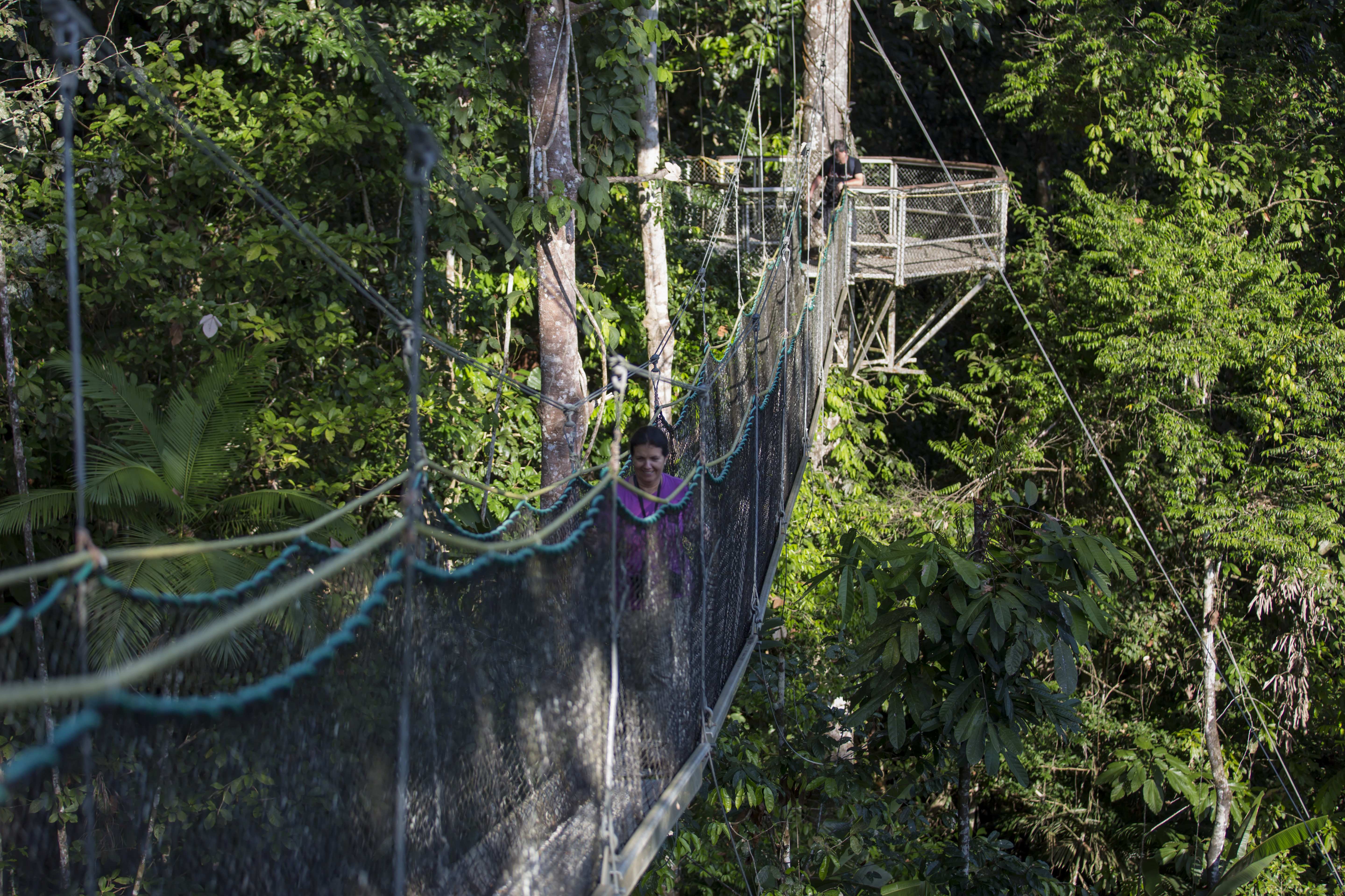 Iwokrama Canopy Walkway, ein Baumwipfelpfad in Spezialkonstruktion, zur Natur- und Tierbeobachtung.