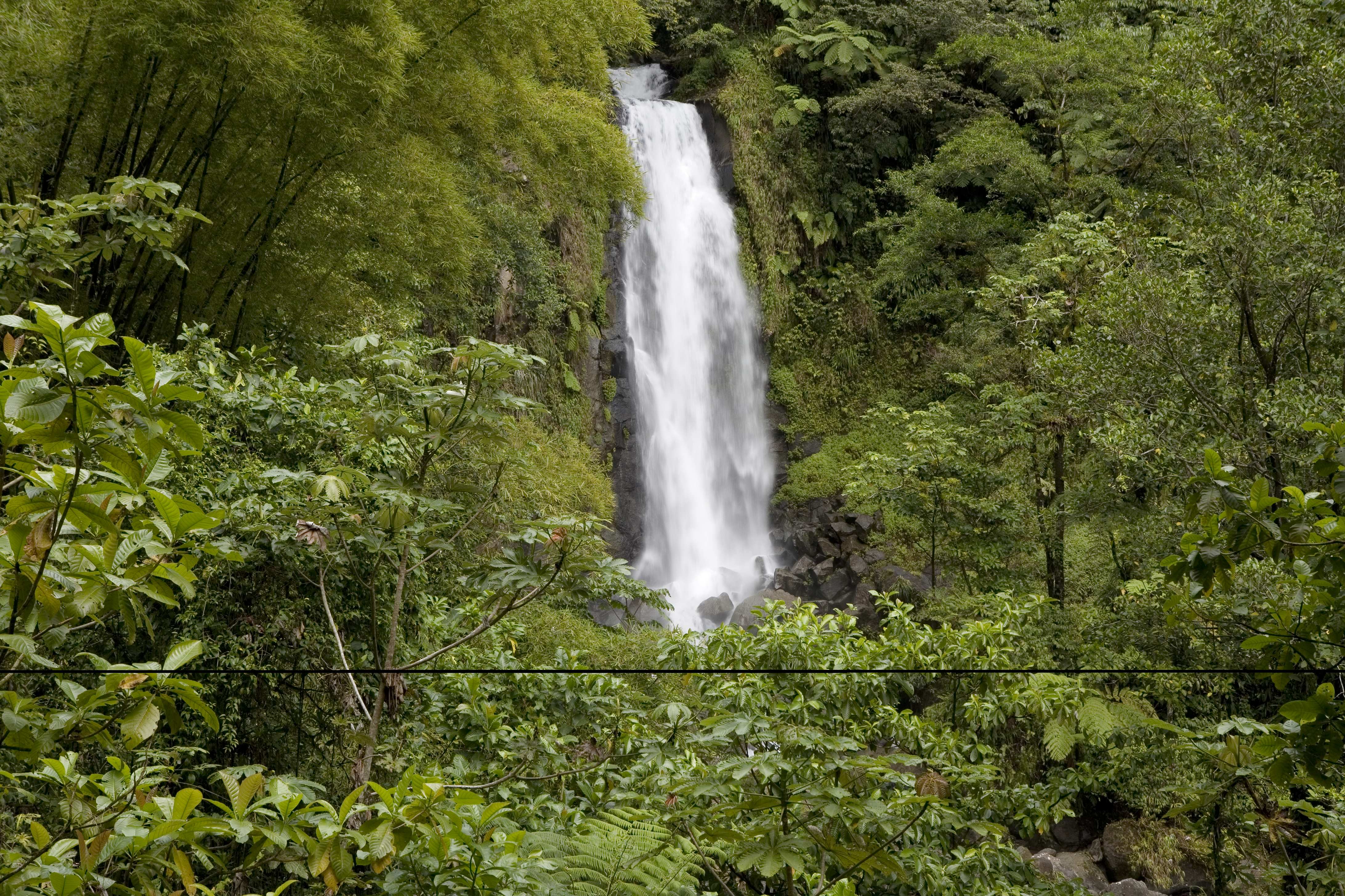 Wandern im Regenwald Dominicas