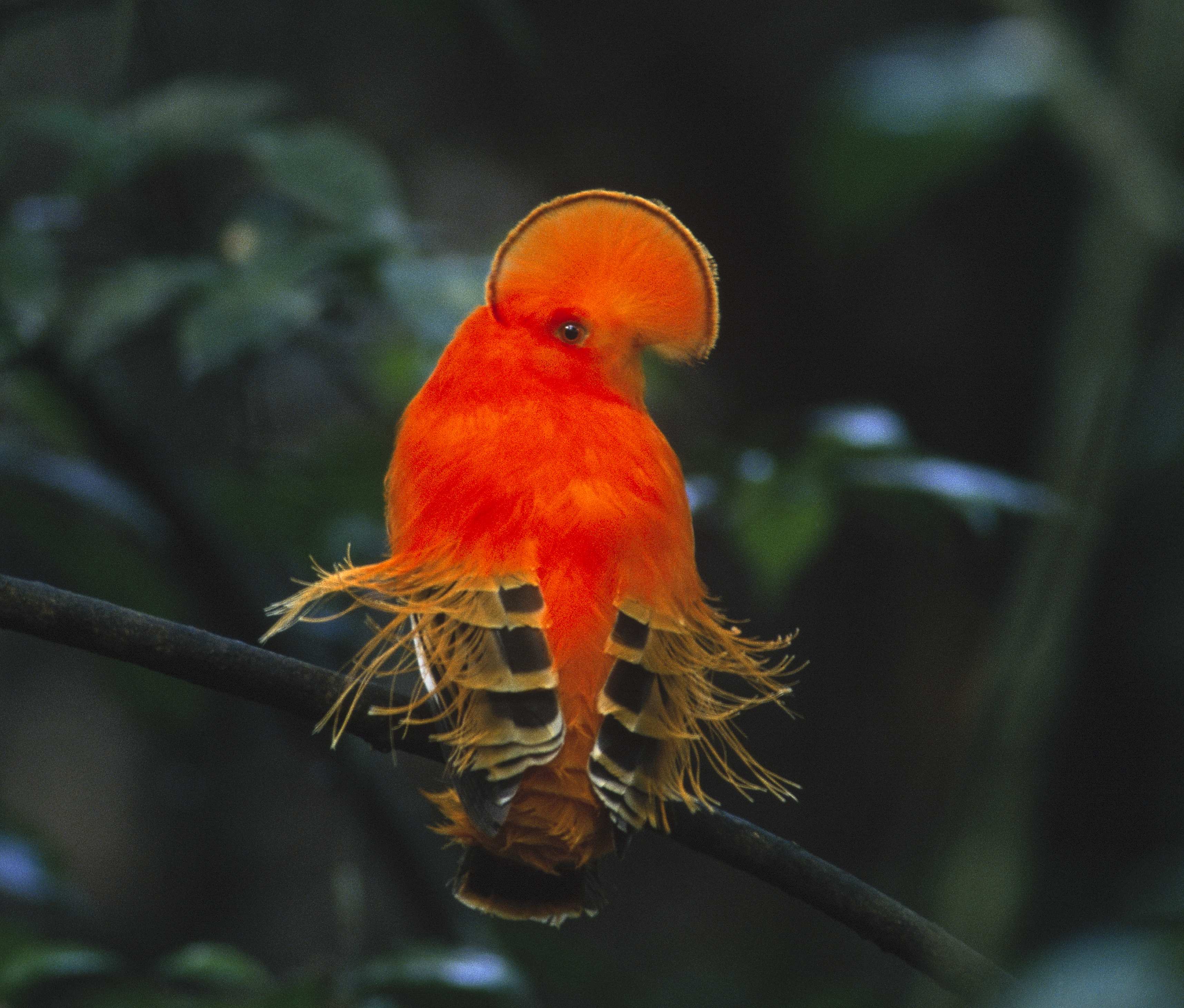 Guyana - ein Paradies für Vogelbeobachtung - Birdwatching