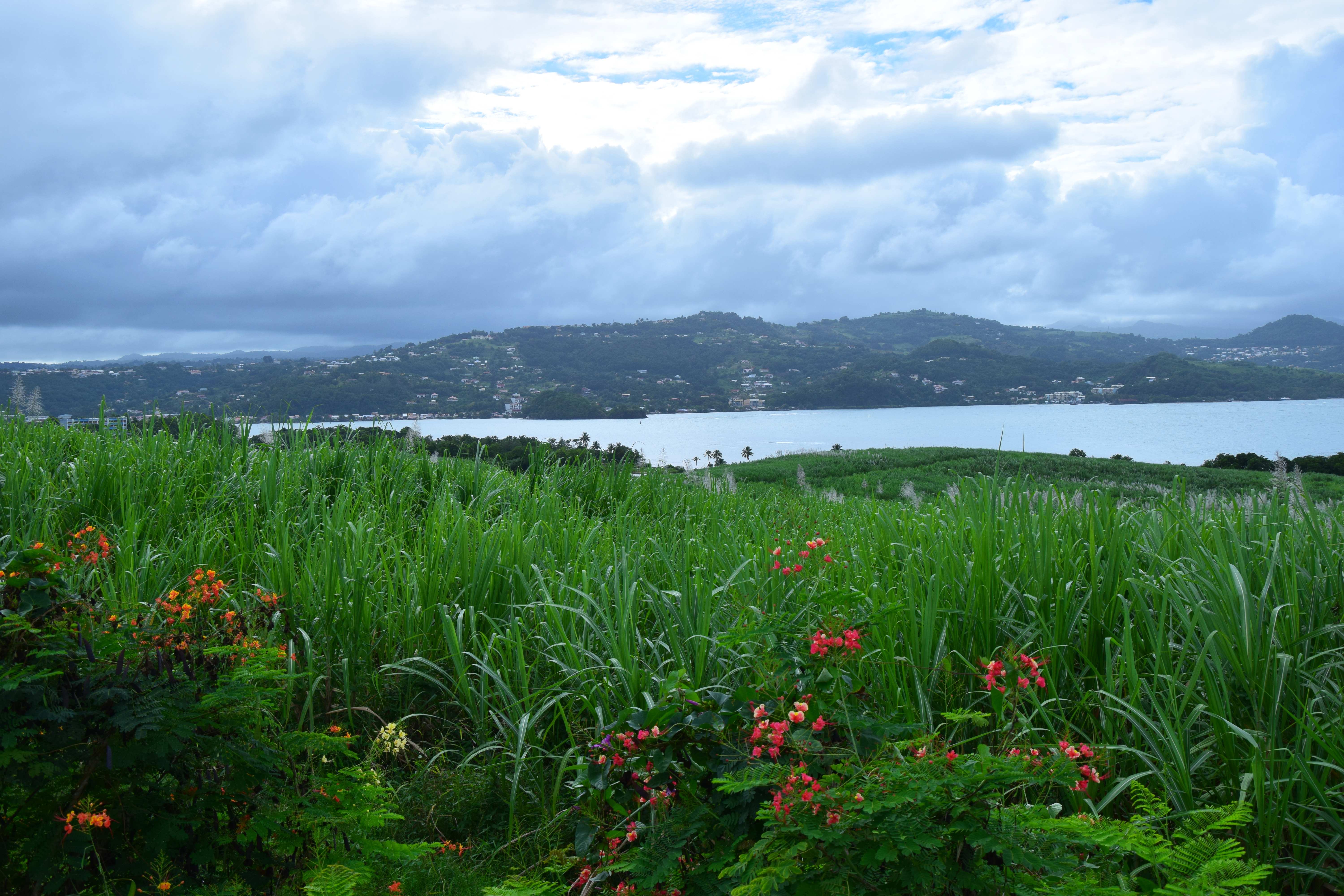 Presqu'île de la Caravelle, Insel Martinique