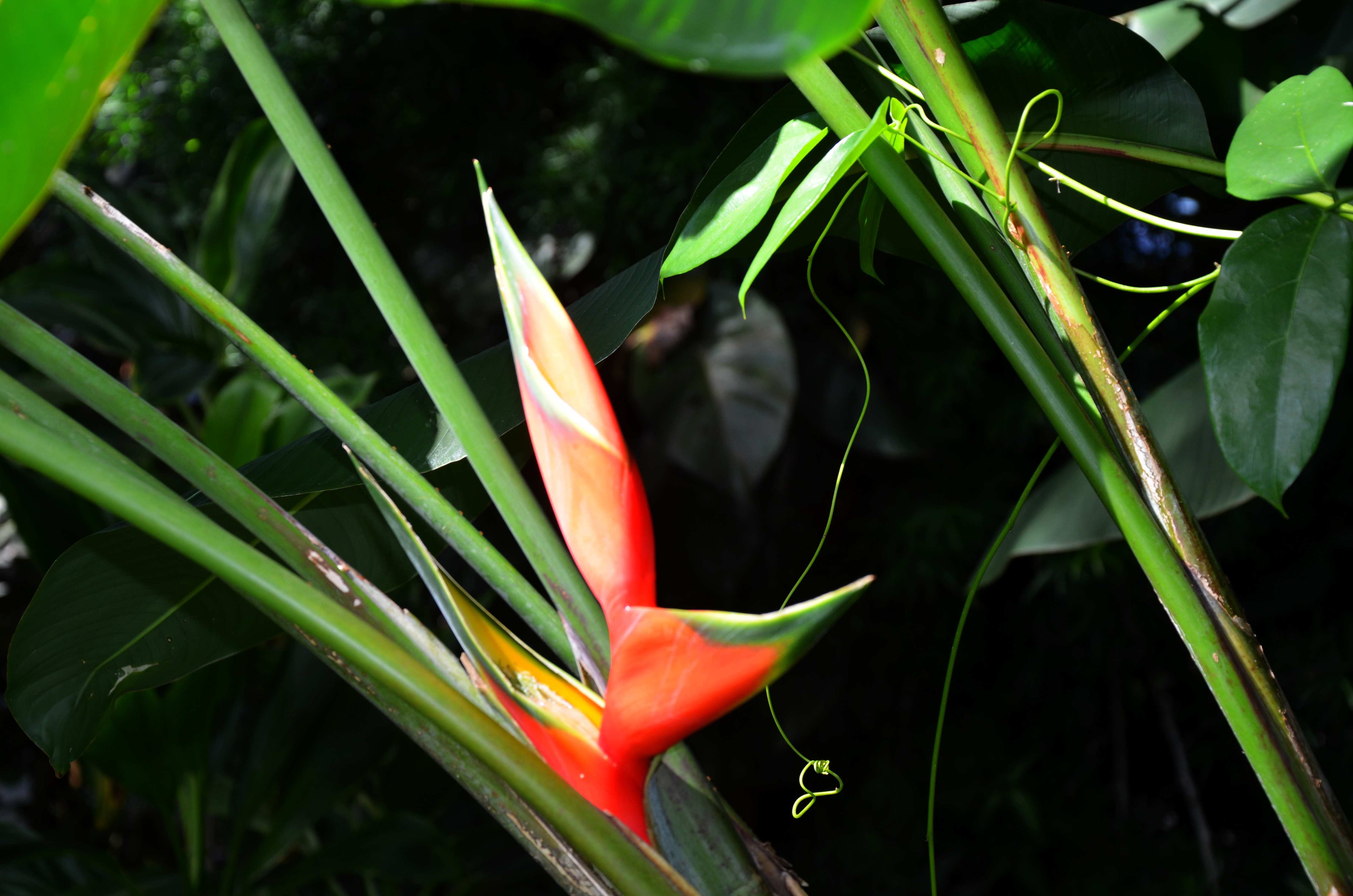 Palmen im botanischen Garten Jardin Balata, Martinique