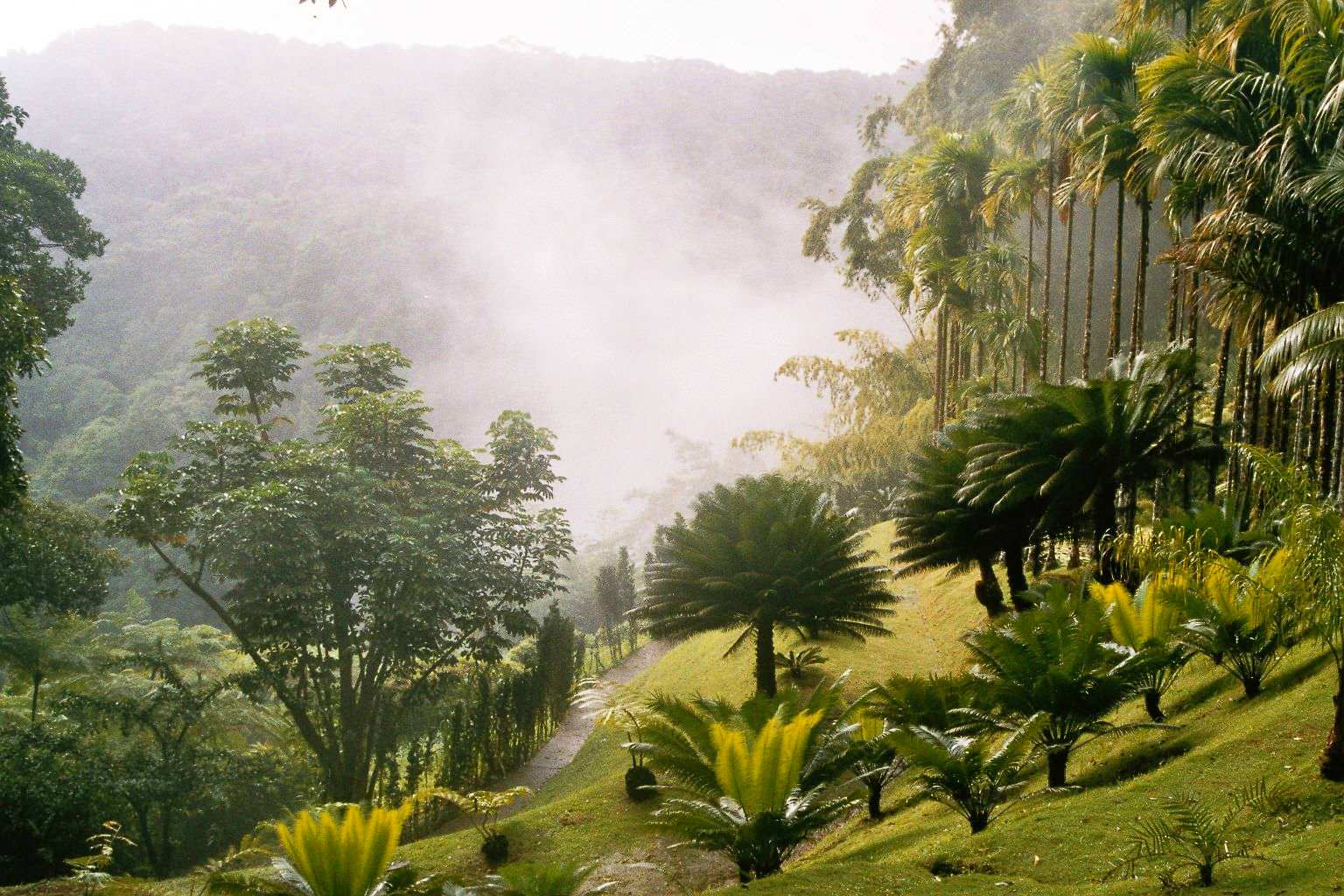 Palmen im botanischen Garten Jardin Balata, Martinique