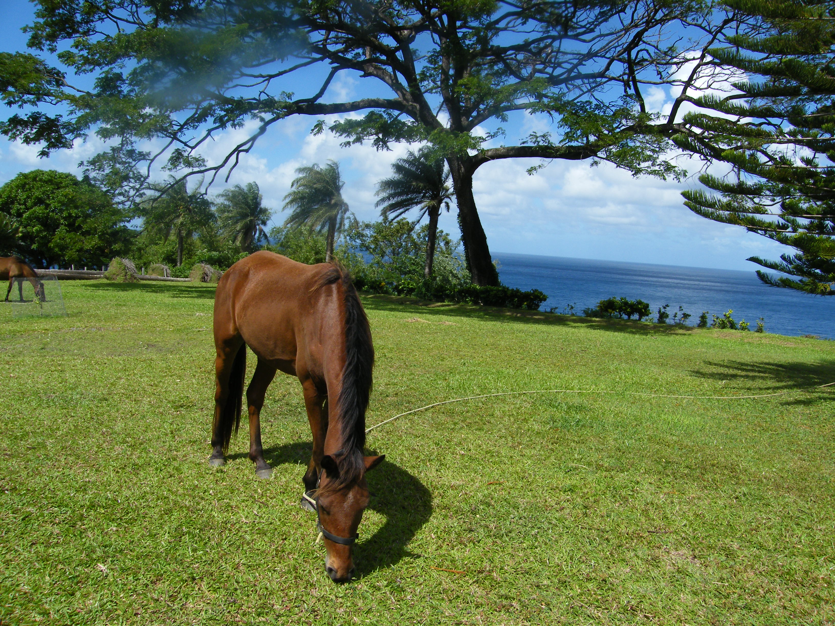 Im Richmond Vale Nature & Hiking Center, St. Vincent