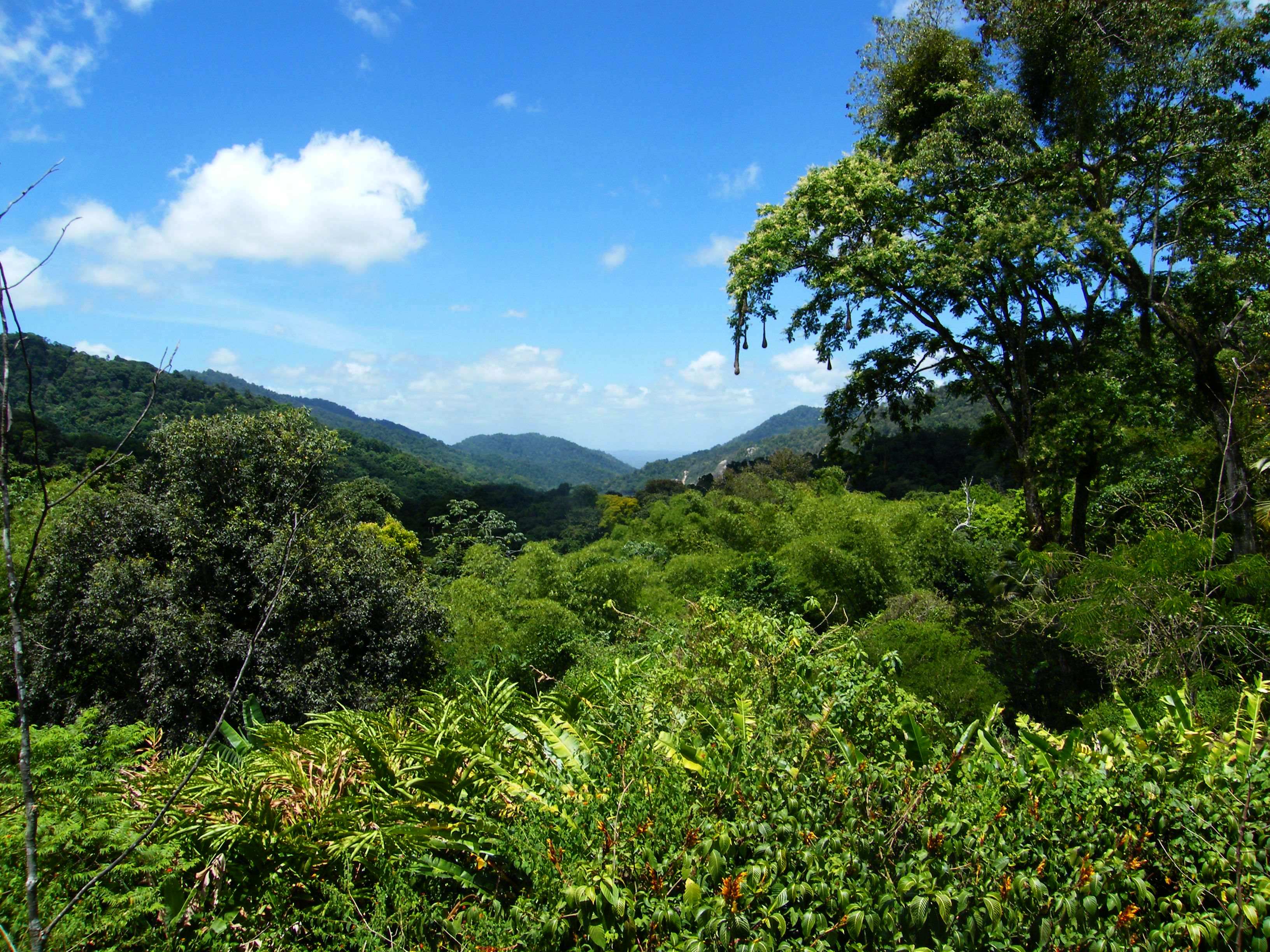 Üppig grüne Regenwälder im Northern Range, Insel Trinidad