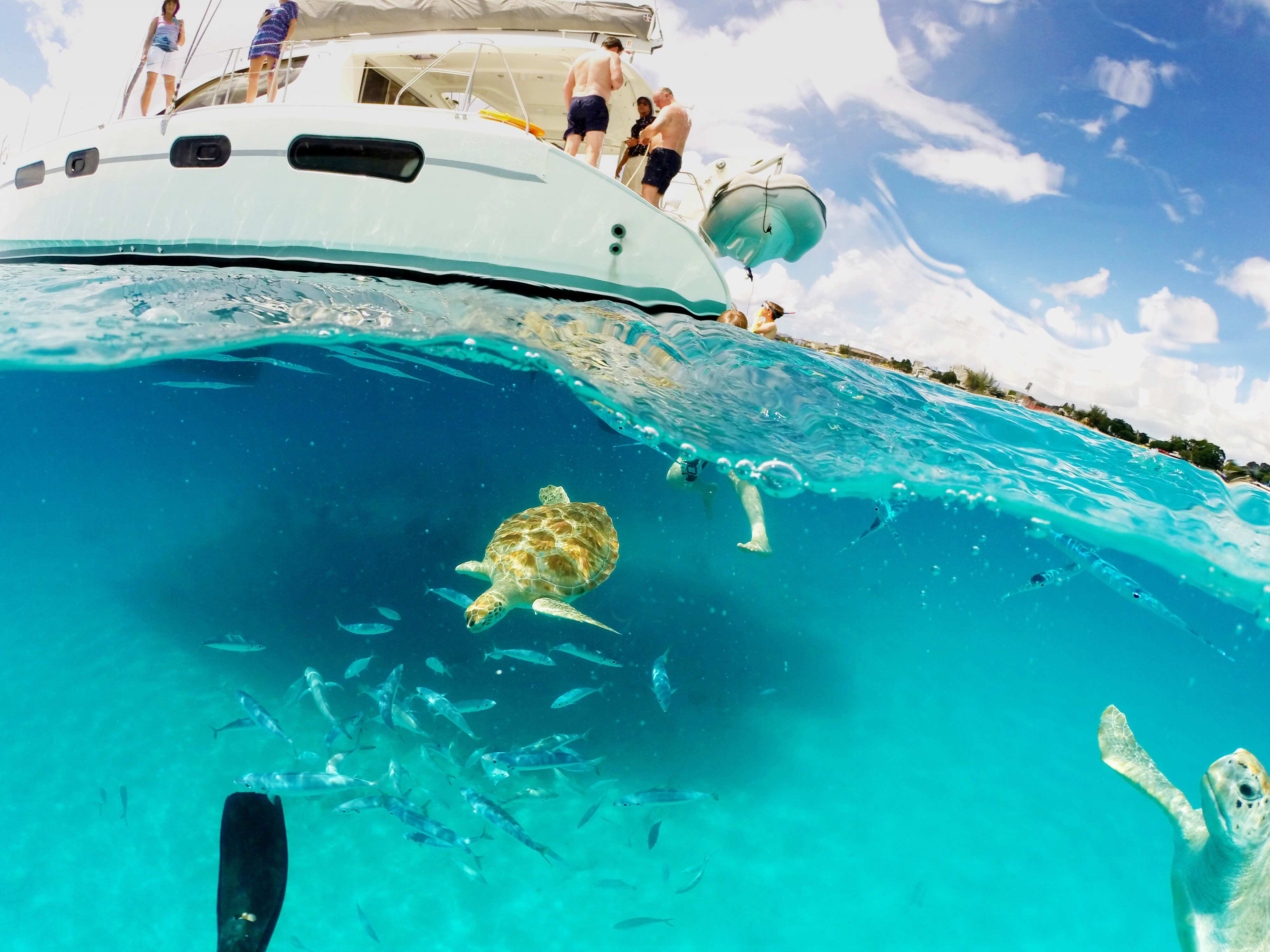Schnorcheln mit Wasserschildkröten auf der Insel Barbados - ein tolles Erlebnis