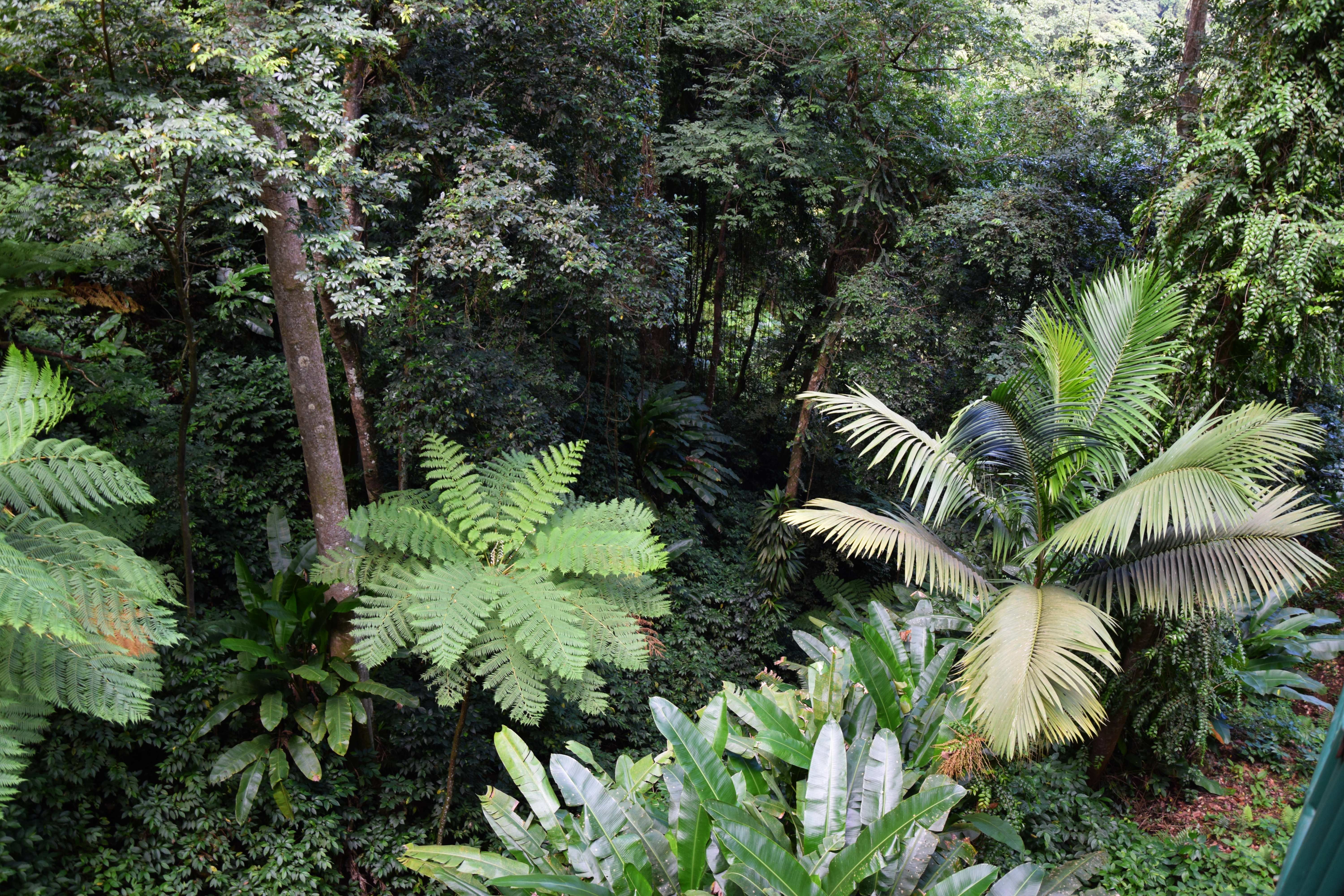 Üppiger, artenreicher Regenwald auf der Karibikinsel Saint Lucia