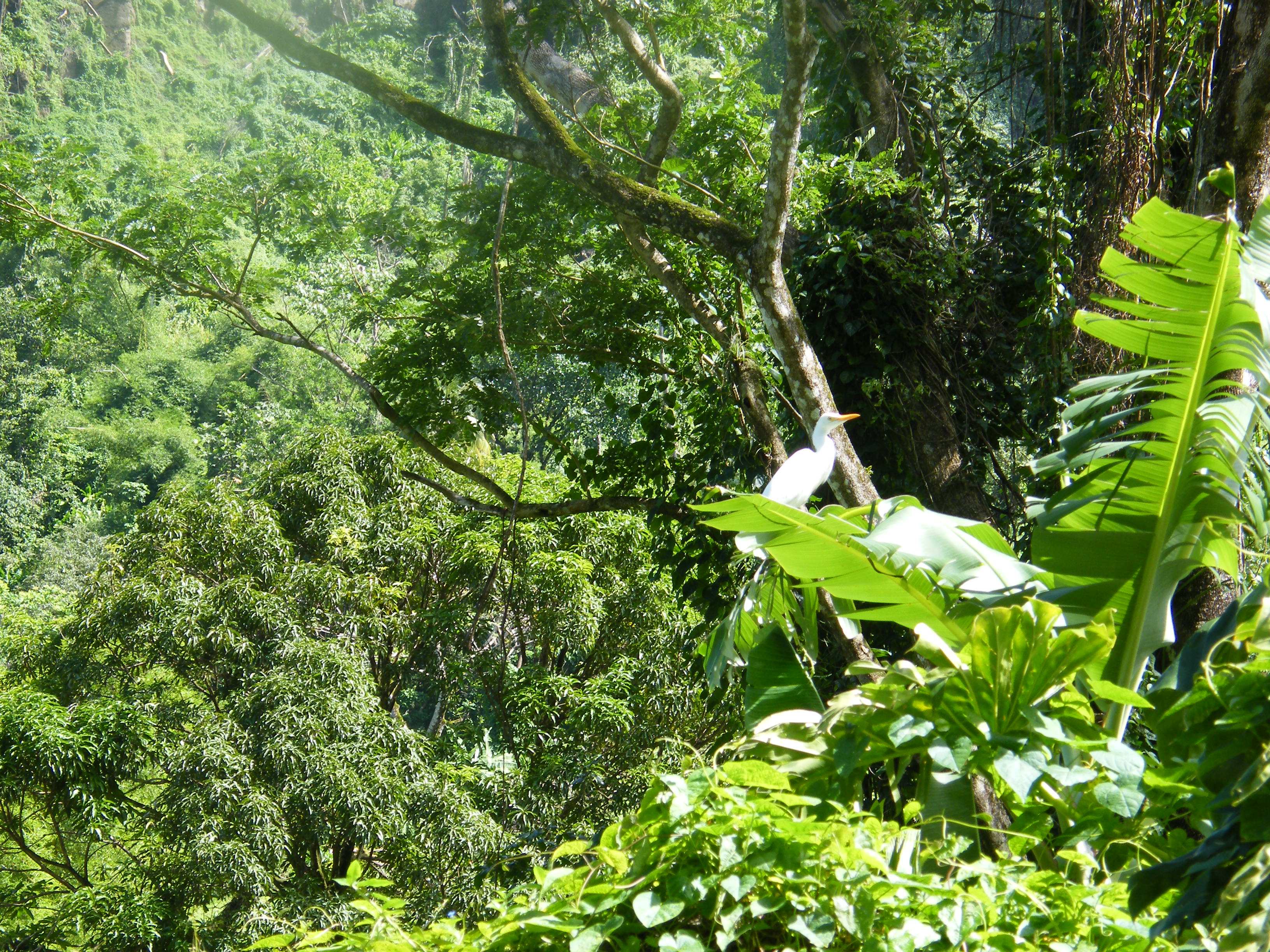 Weißer Kuhreiher sitzt auf einem Baum im üppigen Regenwald von St. Vincent