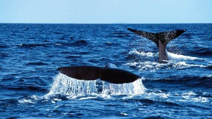 Wale vor Dominica