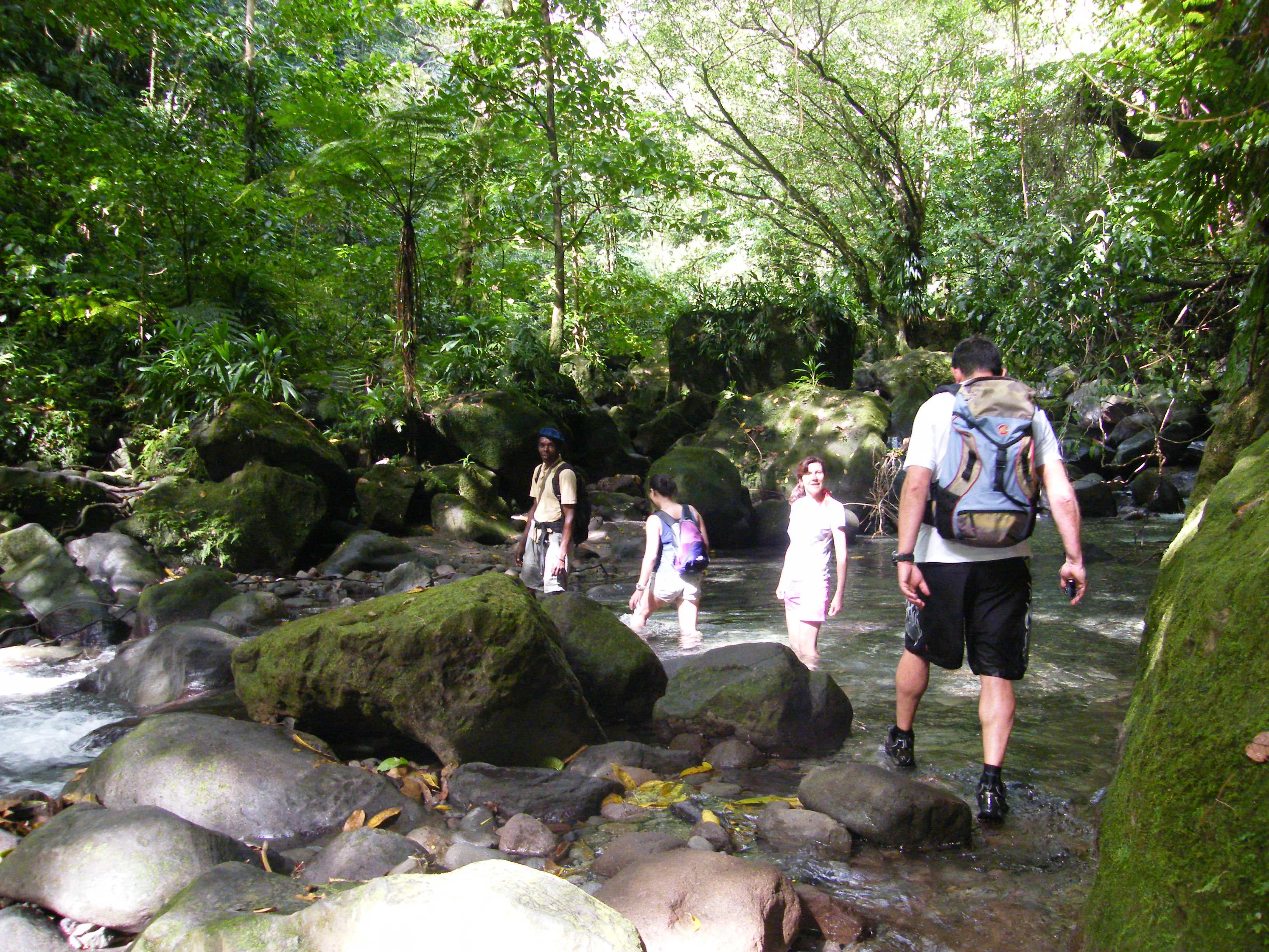 Wandern im Regenwald Dominicas