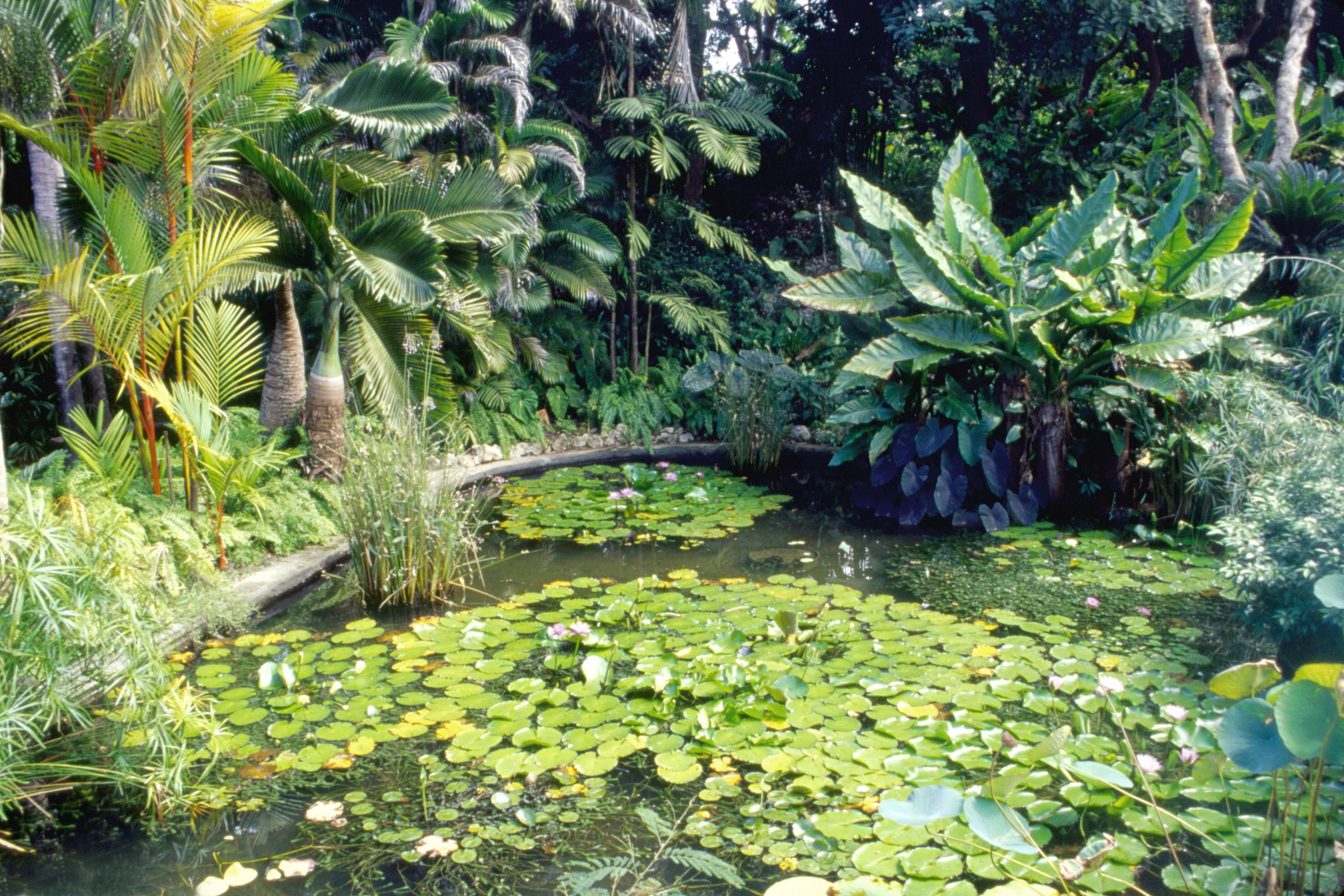 Exotische Vegetation im botanischen Garten auf der Insel Barbados