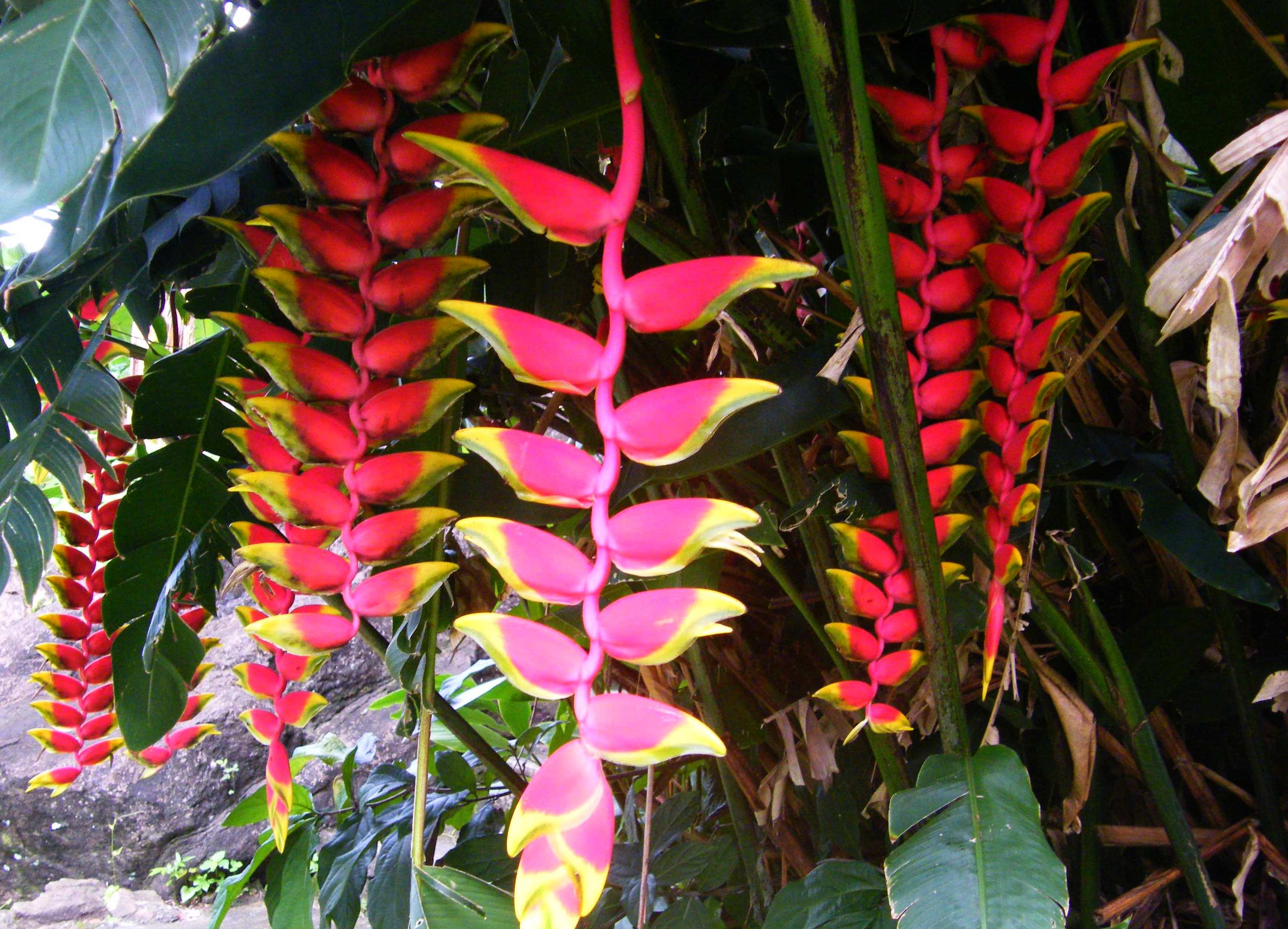 Rot-gelb üppig blühende Heliconia, Karibik