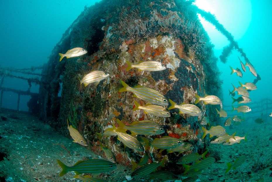 Taucher bei einem Schiffswrack vor der Insel Tobago