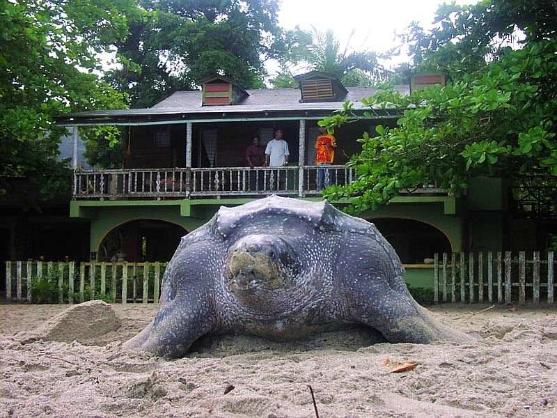Leather Back Turtle bei der Eiablage am Strand, Insel Trinidad
