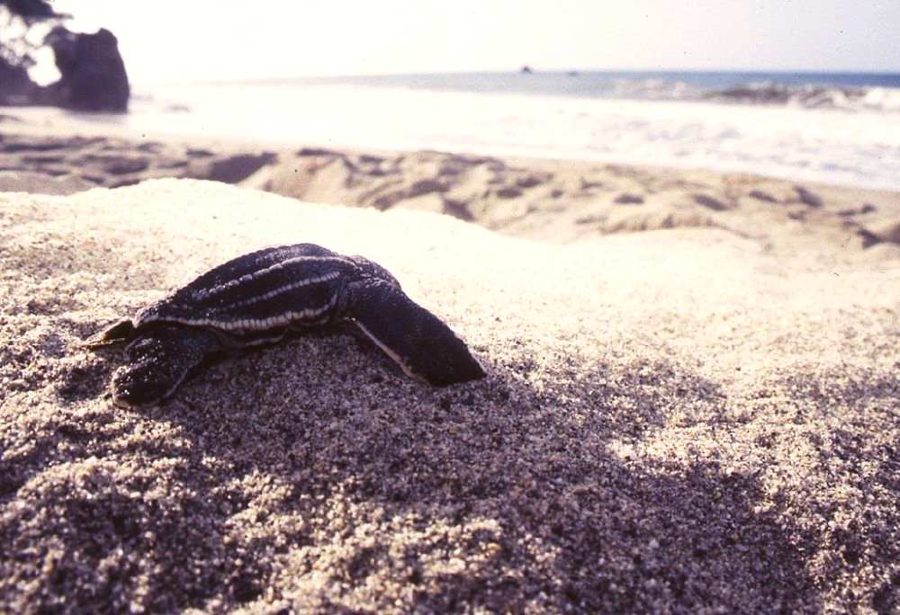 Frisch geschlüpftes Schildkrötenbaby am Strand, auf dem Weg zum Meer.