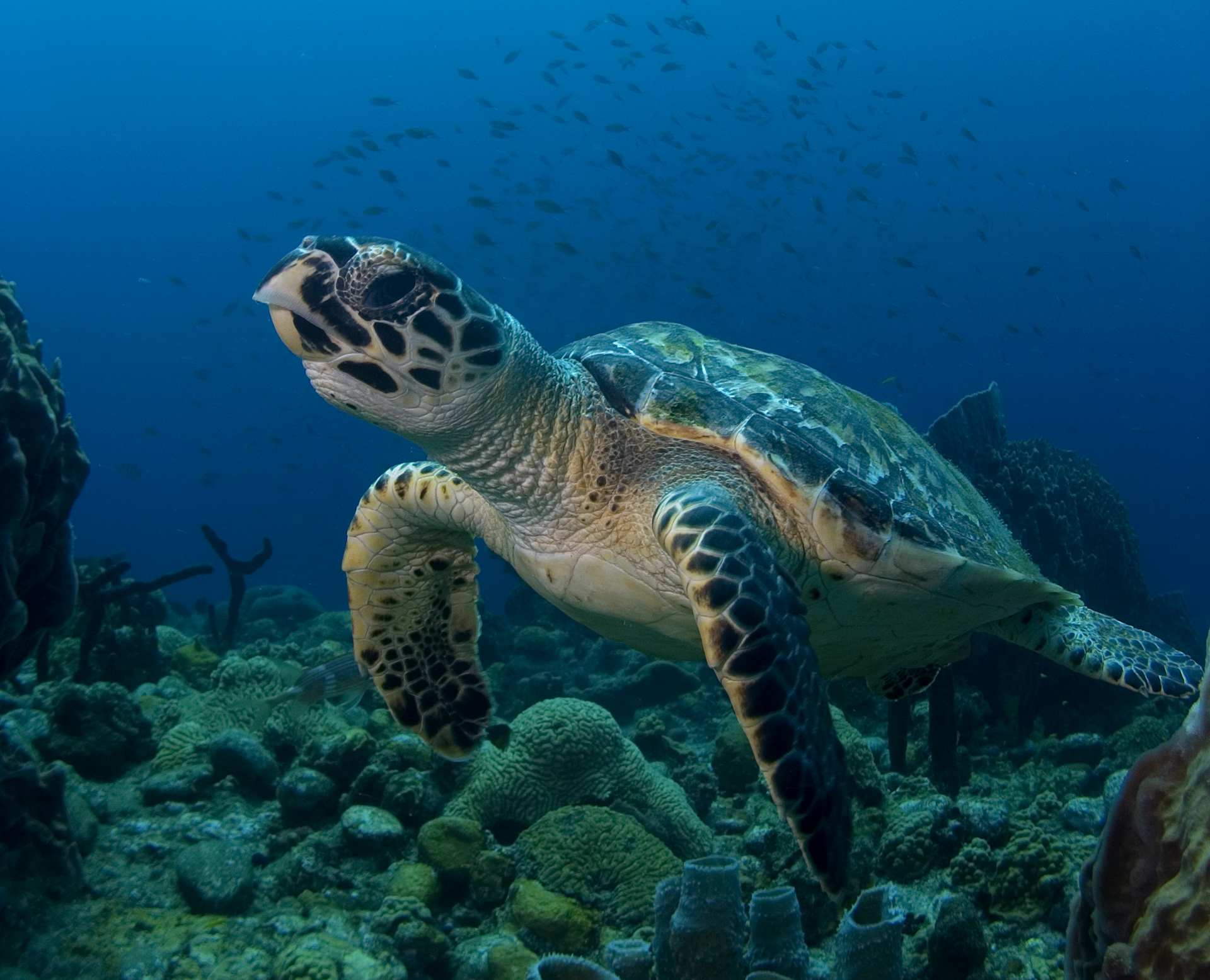 Tauchen im Cabrits Nationalpark, Insel Dominica