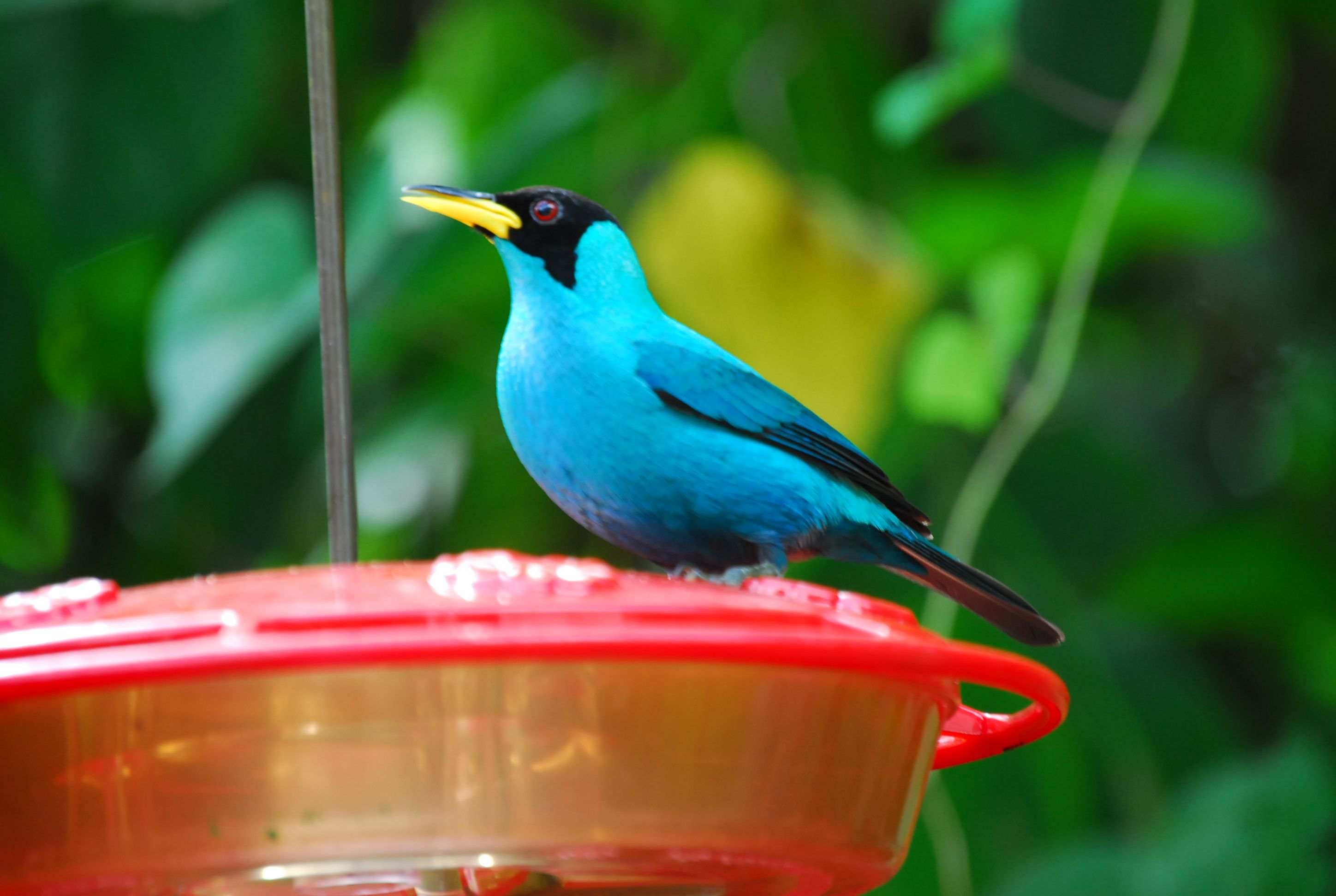 wunderschöner, grün schillernder Vogel, Trinidad & Tobago
