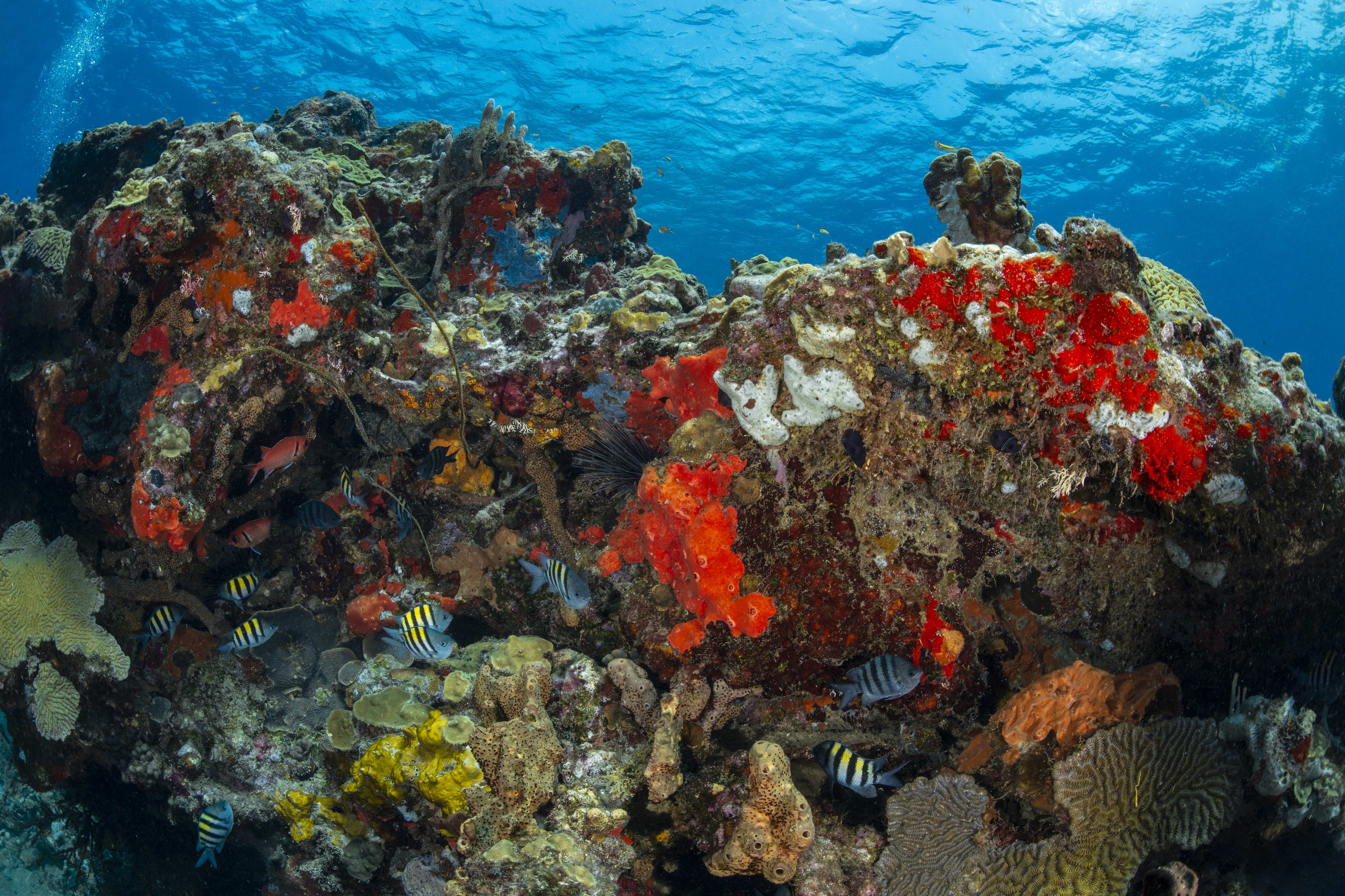 Tauchen im Cabrits Nationalpark, Insel Dominica